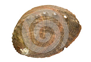 Abalone Shell photo