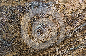 Abalone Shell Texture photo
