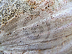 Abalone Shell Texture