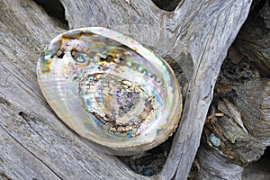 Abalone Shell and Weathered Driftwood