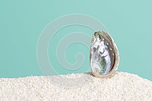Abalone shell on white sand on turquoise background