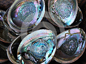 Abalone shells