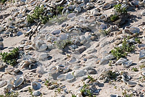 Abalone shells on a beach