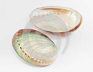 Abalone shells