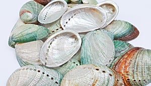 Abalone shells