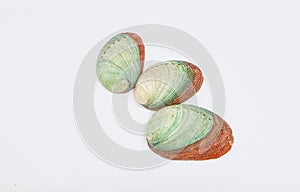 Abalone shells