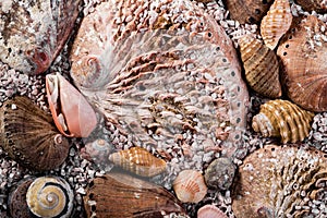 Abalone shells and other shells in coarse seasand