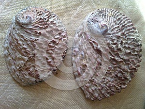 Abalone Shells.