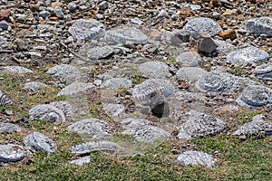 Abalone shells at Stony Point
