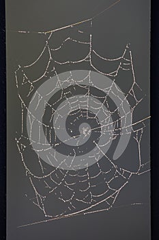 Abanded spider network at morning