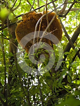 Abandon Dead Bee Hive photo