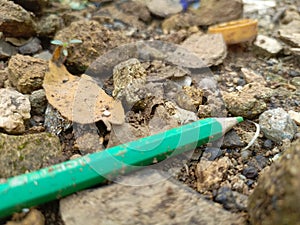 Abandon green coloured pencil in soil