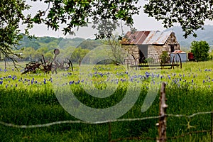 Abandonded Old House in Texas Wildflowers.