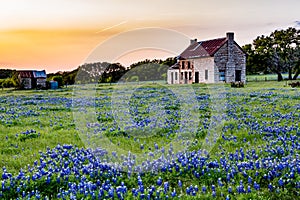 Abandonded Old House in Texas Wildflowers.