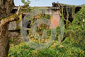 Abandoned aged houses in weeds