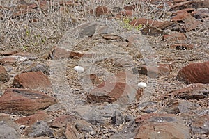 Abandoned Albatross Eggs on a Remote Island