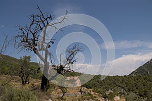 Abandoned almond cultivation photo
