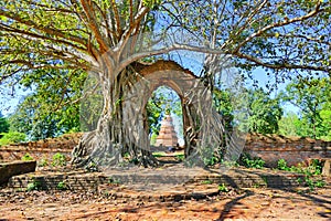 Abandoned Ancient Buddhist Temple Ruins of Wat Phra Ngam from Late Ayutthaya Period in The Historic City of Ayutthaya, Thailand photo