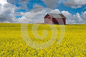 An abandoned barn on the Saskatchewan prairies with a canola field in the foreground