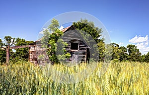 Abandoned Barn and Wheat Field