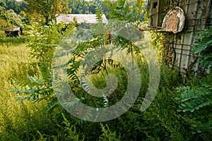 Abandoned Basketball Hoop