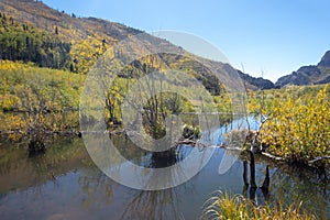 Abandoned beaver pond dam in the Rocky Mountains on the Medano Pass in Colorado United States