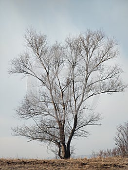 Abandoned big tree without leaves on meadow during winter on sunset.