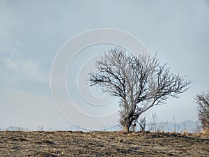 Opustený veľký strom bez listov na lúke počas zimy pri západe slnka.