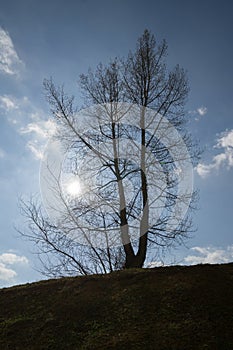 Abandoned big tree on meadow.