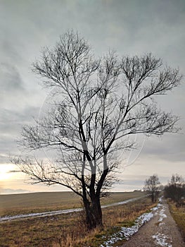 Abandoned big tree on meadow during sunset in winter.