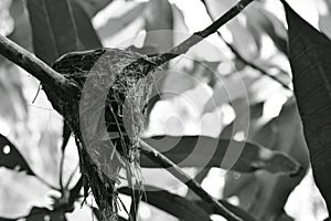 Abandoned bird nest after baby gone under mango tree