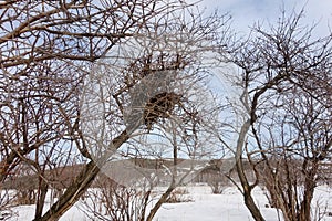 An abandoned bird nest on a bare tree in cold winter