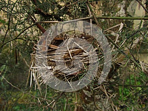 Abandoned bird nest surrounded by the branches of a tree