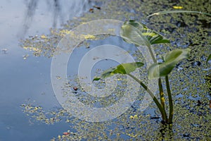 Abandoned body of water in nature