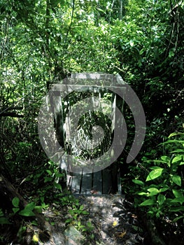 Abandoned bridge in the middle of the jungle