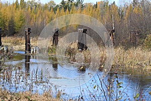 Abandoned bridge structures through river with fall colors are reflected in Hayward, Wisconsin