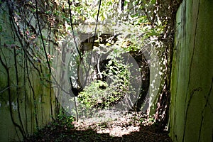 Abandoned building ruins overgrown and crumbling