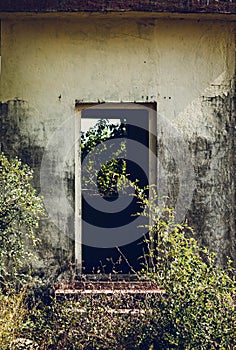 Abandoned building surrounded by wild bushes with an opened door.