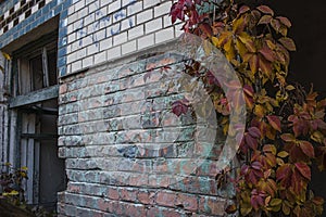 Abandoned building with wild grapes on the wall