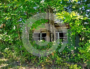 Abandoned Cabin in the Woods