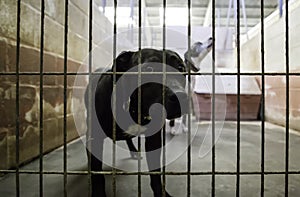 Abandoned and caged dogs