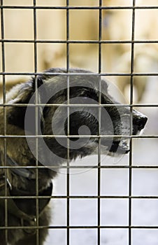 Abandoned and caged dogs