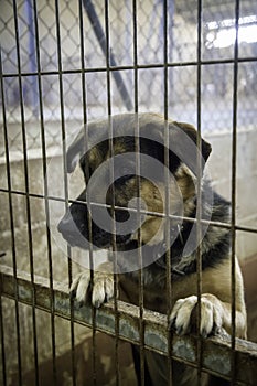 Abandoned and caged dogs