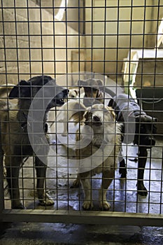 Abandoned and caged dogs