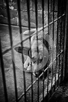 Abandoned and caged dogs