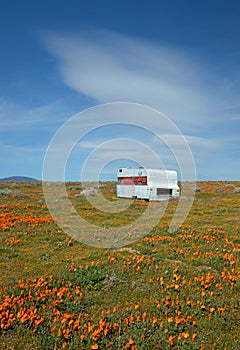 Abandoned camper in California Golden Orange Poppy field during super bloom spring in southern California high desert