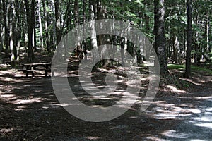 An abandoned camping site surrounded by trees