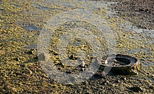 Abandoned car wheel in a lake. Environmental pollution, water contamination , nature disaster