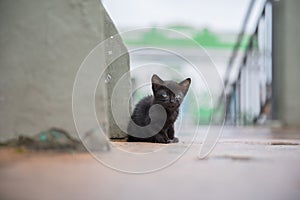 Abandoned cat in the street