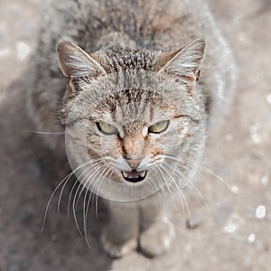 Abandoned cats sitting on the street